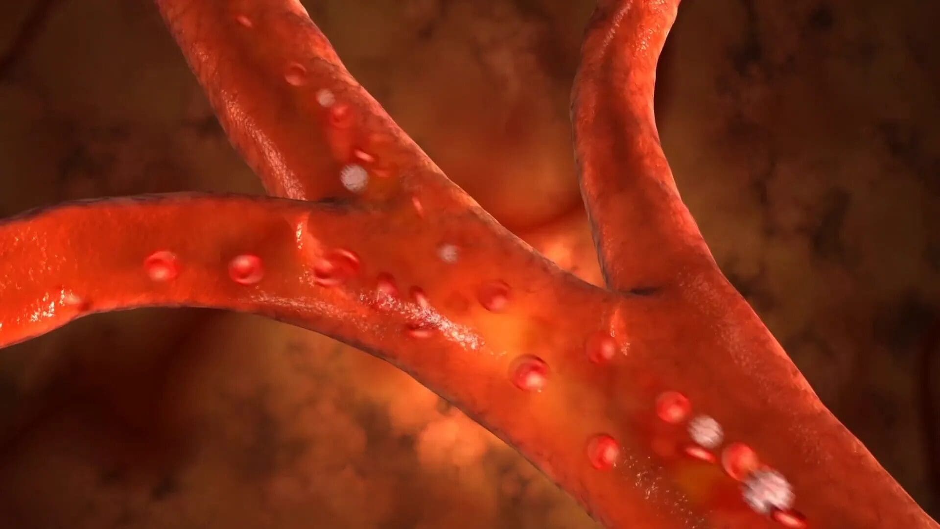 Boostez votre santé cardiaque Lifevantage avec la bonne approche 3 Schéma du système cardiovasculaire