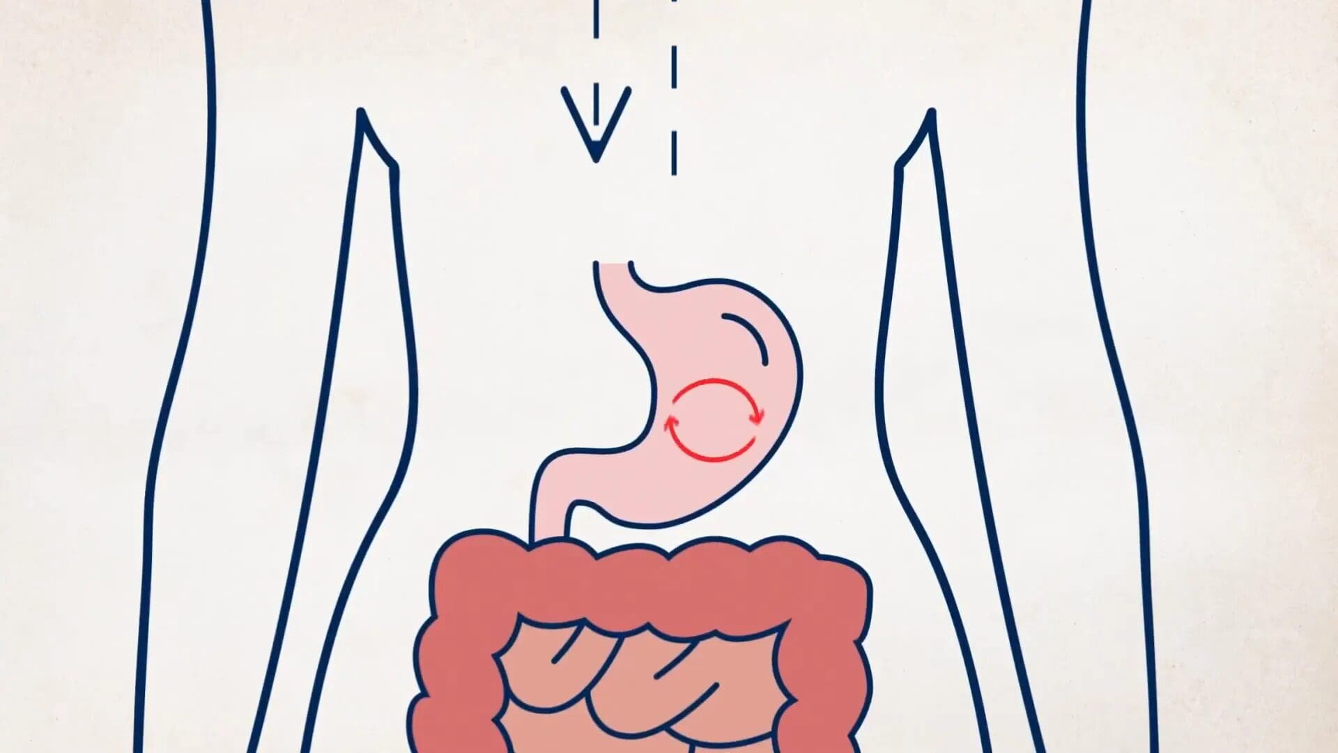 Die Macht des Glp-1: Ihr Leitfaden für Gewichtsverlust und Wellness 1 Prozess der Insulinausschüttung