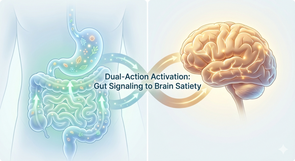 The Gut-Brain Connection Visualization The Gut Brain Connection Visualization